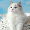 Kitten darlinlildolls ragdoll kittens for sale ottawa montreal kingston toronto ontario canada breeder cats