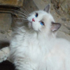 Kitten darlinlildolls ragdoll kittens for sale ottawa montreal kingston toronto ontario canada breeder cats
