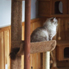 Kitten darlinlildolls ragdoll kittens for sale ottawa montreal kingston toronto ontario canada breeder cats 