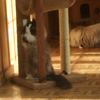 Kitten darlinlildolls ragdoll kittens for sale ottawa montreal kingston toronto ontario canada breeder cats 