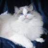 Kitten darlinlildolls ragdoll kittens for sale ottawa montreal kingston toronto ontario canada breeder cats