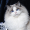 Kitten darlinlildolls ragdoll kittens for sale ottawa montreal kingston toronto ontario canada breeder cats