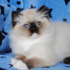 darlinlildolls ragdoll kittens for sale ottawa montreal kingston toronto