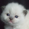 Kitten darlinlildolls ragdoll kittens for sale ottawa montreal kingston toronto ontario canada