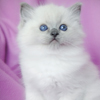 bicolor darlinlildolls ragdoll kittens for sale ottawa montreal kingston toronto