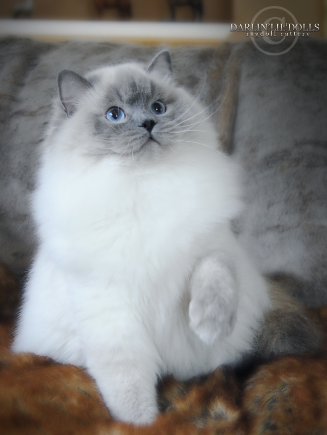 Birman Cats For Sale Ontario / Purrrealdolls Cattery Ragdoll Kittens