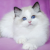 bicolor darlinlildolls ragdoll kittens for sale ottawa montreal kingston toronto