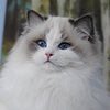 blue bicolor darlinlildolls ragdoll kittens for sale ottawa montreal kingston toronto