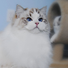seal lynx Ontario darlinlildolls ragdoll kittens for sale ottawa montreal kingston toronto
