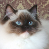 Kitten darlinlildolls ragdoll kittens for sale ottawa montreal kingston toronto ontario canada breeder cats