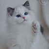 Ontario darlinlildolls ragdoll kittens for sale ottawa montreal kingston toronto