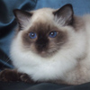 darlinlildolls ragdoll kittens for sale ottawa montreal kingston toronto ontario canada