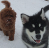Tala and Brandy - first time seeing snow!