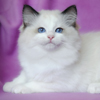  bicolor darlinlildolls ragdoll kittens for sale ottawa montreal kingston toronto