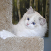 darlinlildolls ragdoll kittens for sale ottawa montreal kingston toronto