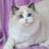 Kitten darlinlildolls ragdoll kittens for sale ottawa montreal kingston toronto ontario canada breeder cats