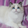 Kitten darlinlildolls ragdoll kittens for sale ottawa montreal kingston toronto ontario canada breeder cats
