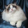 darlinlildolls ragdoll kittens for sale ottawa montreal kingston toronto ontario canada